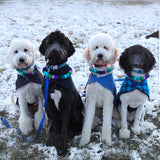 Singing the Blues PetPoms